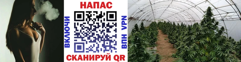 Каннабис Amnesia  Купить где  Октябрьск 